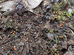 Pulvinula tetraspora