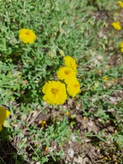 Helianthemum