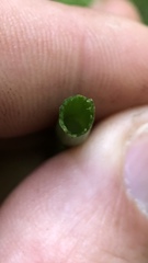 Equisetum fluviatile