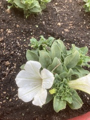 Petunia axillaris