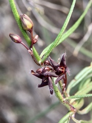 Vincetoxicum lineare