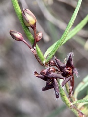 Vincetoxicum lineare