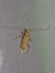 Eburia mutica