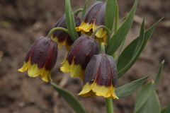 Fritillaria michailovskyi