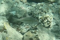 Lethrinus variegatus