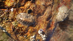 Rhyssoplax discolor