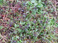 Collinsia grandiflora