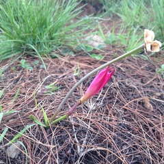 Zephyranthes fosteri