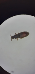 Monotominae