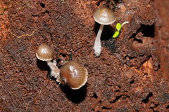 Mycena tuvara