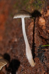 Mycena tuvara