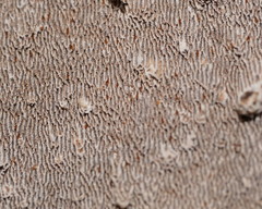 Datronia brunneoleuca