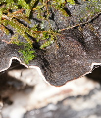 Datronia brunneoleuca