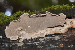 Datronia brunneoleuca