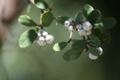 Azara integrifolia
