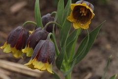 Fritillaria michailovskyi