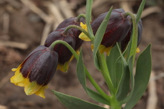 Fritillaria michailovskyi