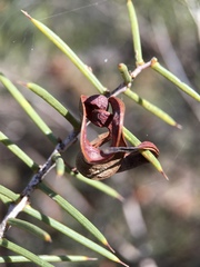 Acacia colletioides