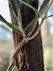 Leichhardtia australis