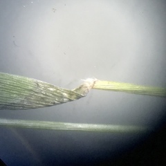 Dichanthelium boreale