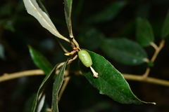 Elaeagnus grandifolia
