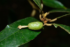 Elaeagnus grandifolia