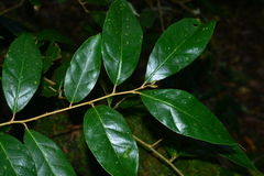 Elaeagnus grandifolia