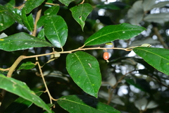Elaeagnus grandifolia