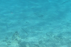 Sphyraena flavicauda