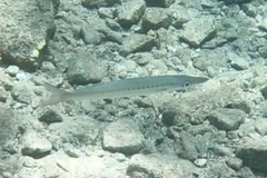 Sphyraena flavicauda