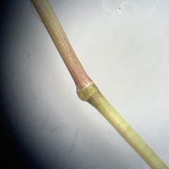 Dichanthelium boreale