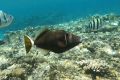 Sufflamen albicaudatum