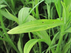 Anchusa ochroleuca