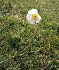 Ranunculus amplexicaulis