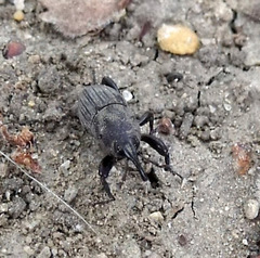 Sphenophorus coesifrons