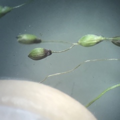 Dichanthelium boreale