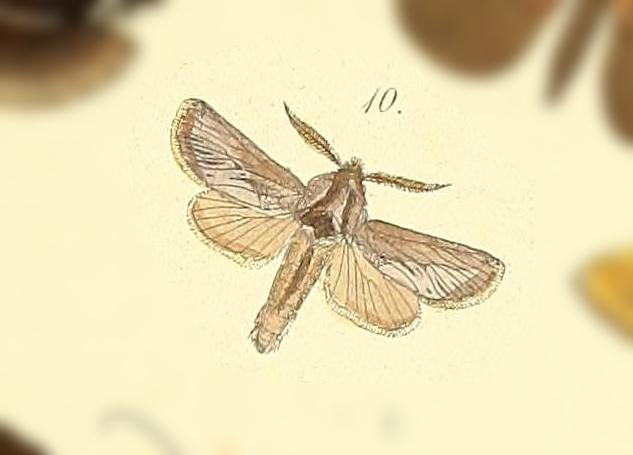 Arctiocossus antargyreus