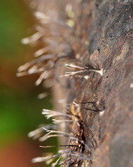 Xylaria filiformis