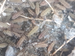 Isotomurus palustris