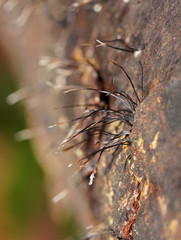 Xylaria filiformis