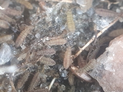 Isotomurus palustris