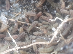 Isotomurus palustris