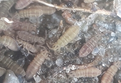 Isotomurus palustris