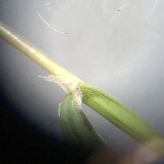 Dichanthelium boreale