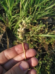 Lamium amplexicaule orientale