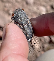 Hadoa chiricahua
