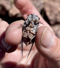 Hadoa chiricahua