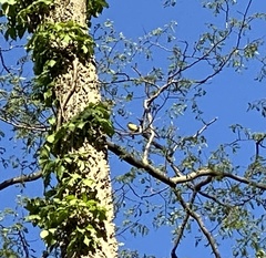 Protonotaria citrea