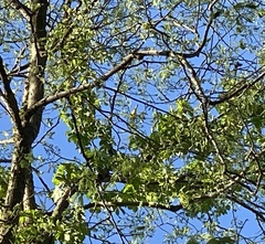 Protonotaria citrea