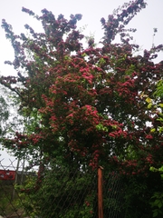 Crataegus